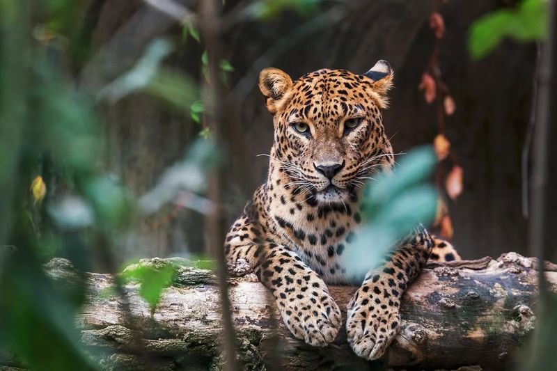 The Sri Lankan Leopard