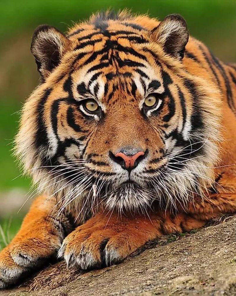 The Sumatran Tiger