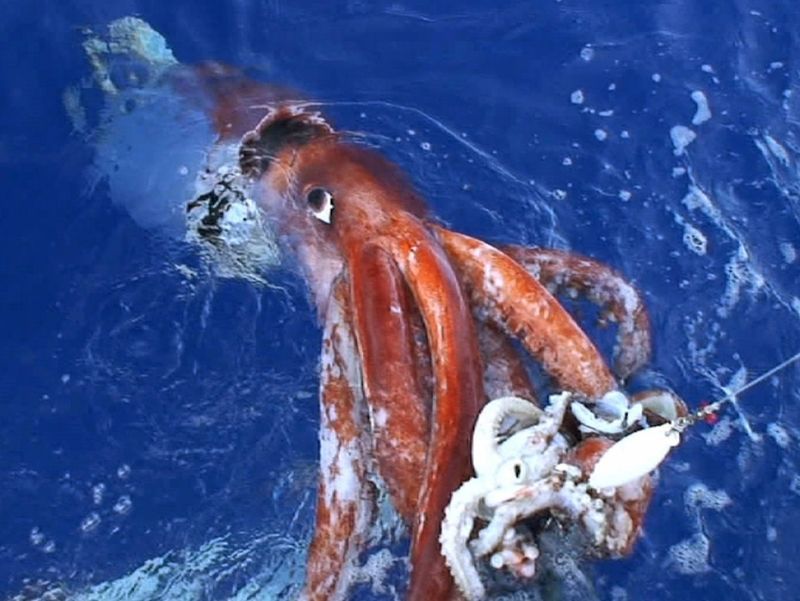 The Giant Squid