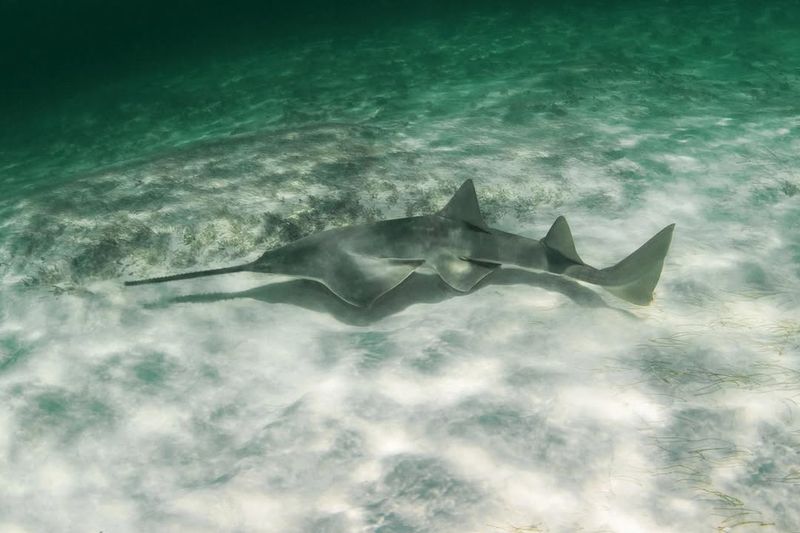 Sawfish In The Depths