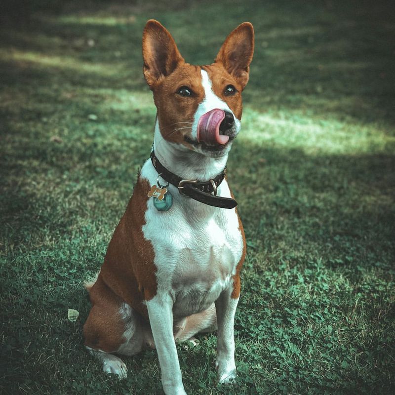 The Basenji