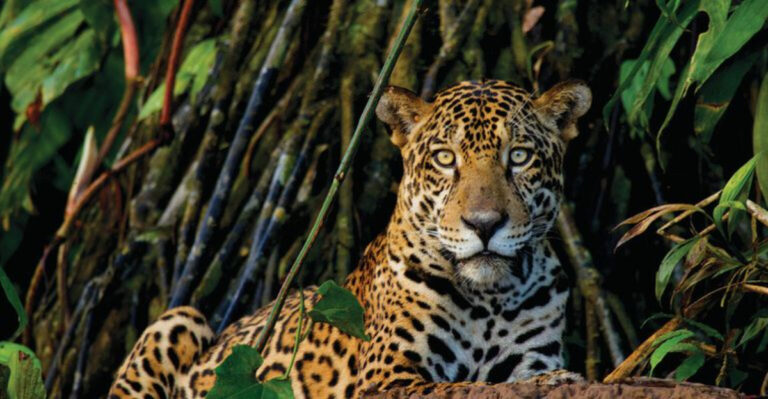 The Battle To Save The Last Wild Jaguars In The United States
