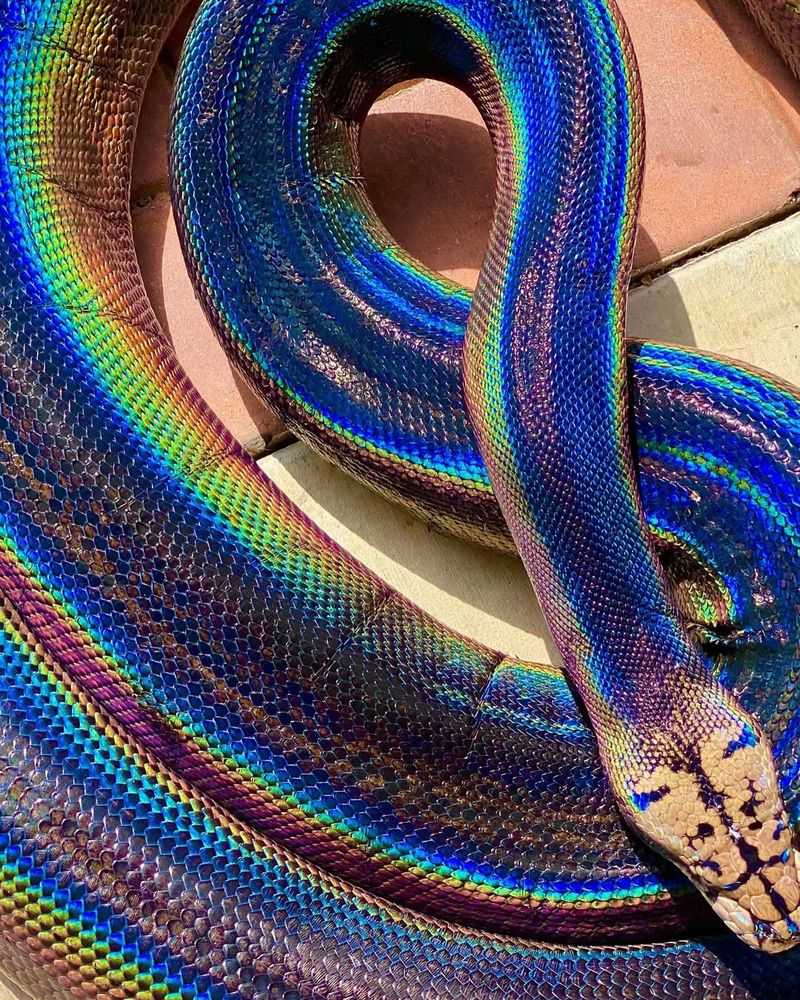 The Beauty Of Snake Scales