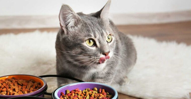 The Best Diet For Keeping Indoor Cats Healthy