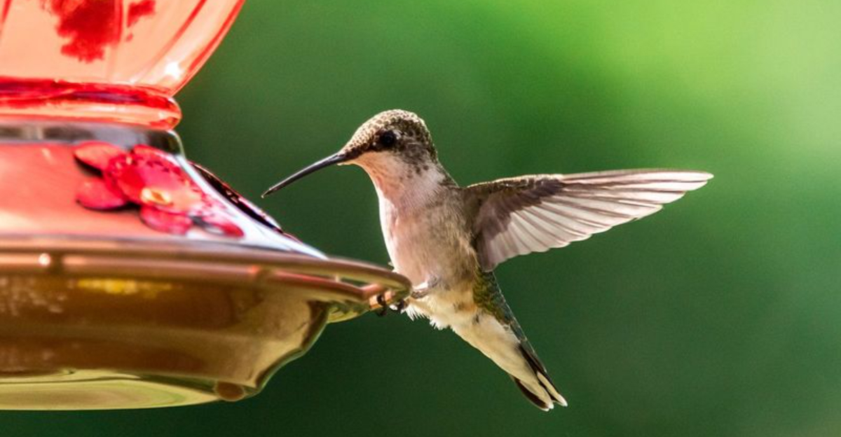 The Best Places To Hang Hummingbird Feeders