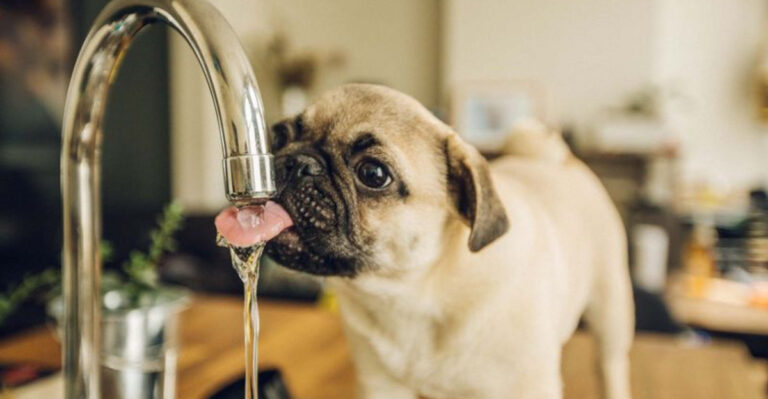 The Best Ways To Keep Your Pet Hydrated