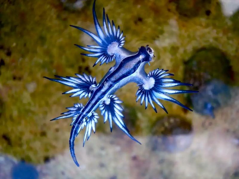 The Blue Dragon