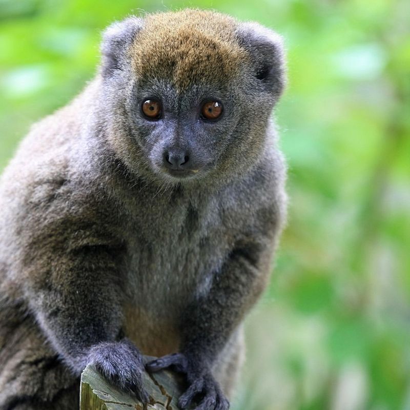 The Greater Bamboo Lemur