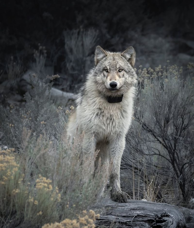 Wolves Of Yellowstone