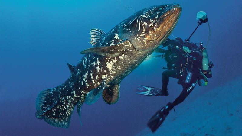 The Coelacanth