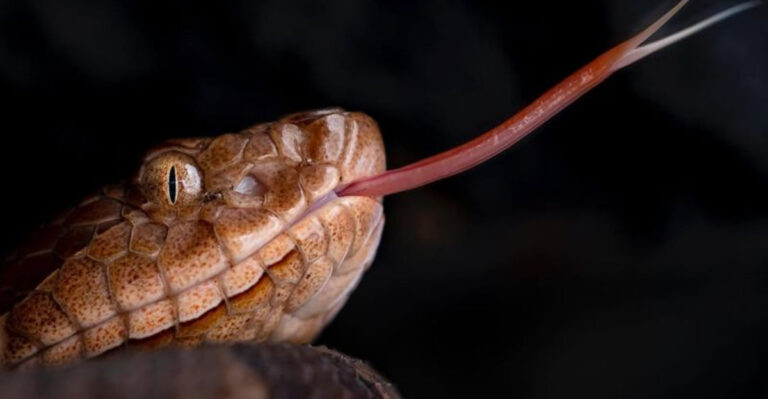 The Copperhead Snake Is Seldom Lethal But Always Venomous