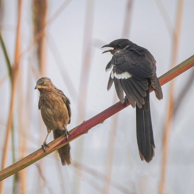 Cuckoo's Mimicry Skills