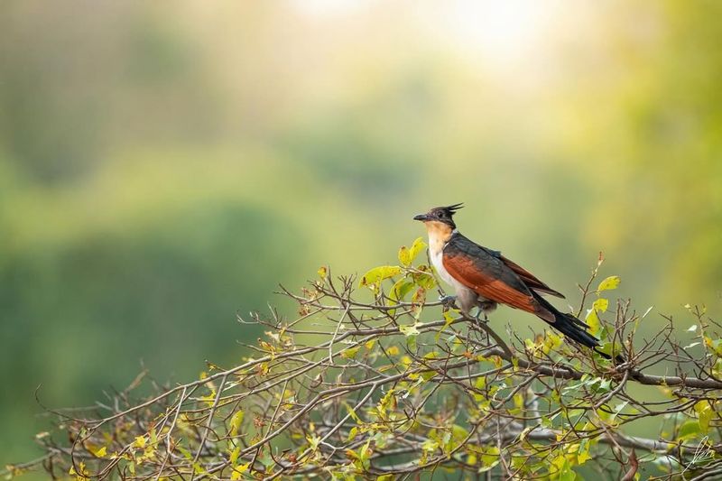 Cuckoo Migration Patterns