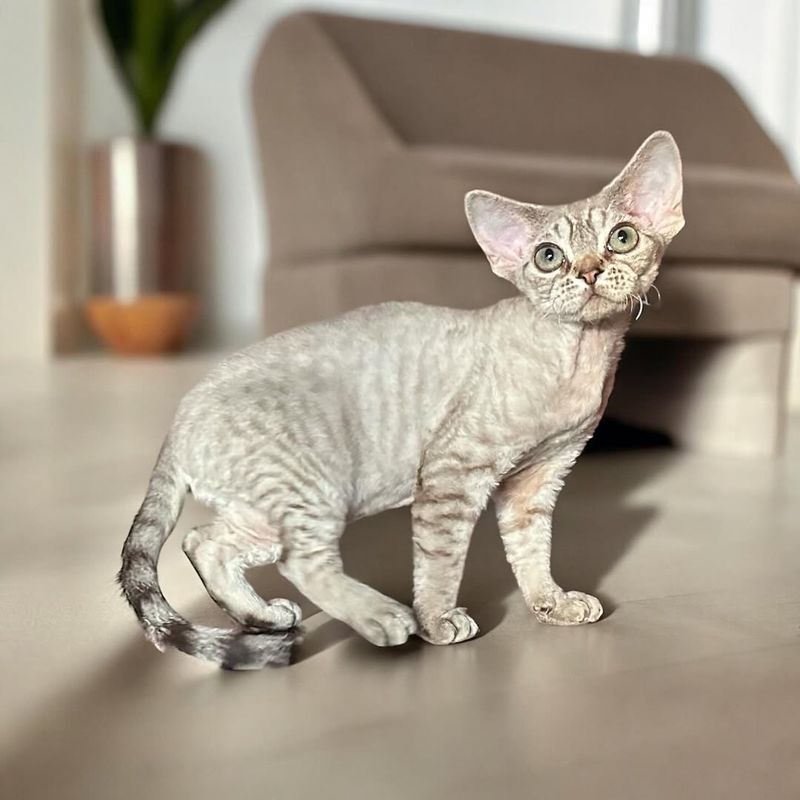 The Elf-Like Devon Rex