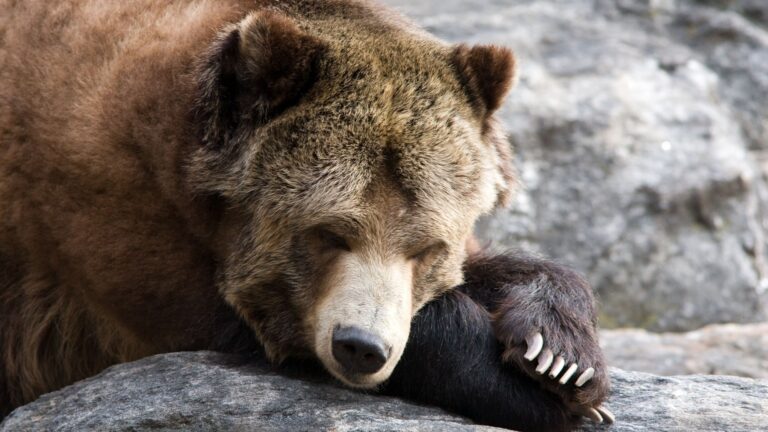 The Fascinating World Of Hibernation