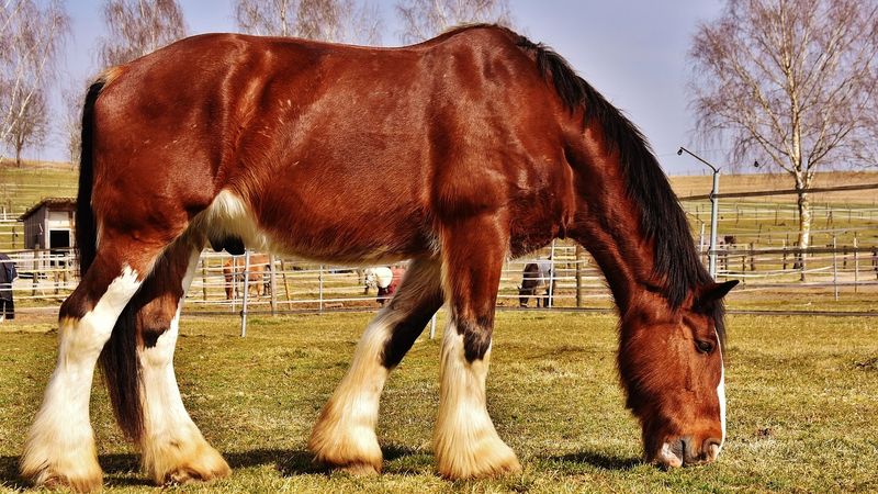 Shire Horses In Show Ring Competitions