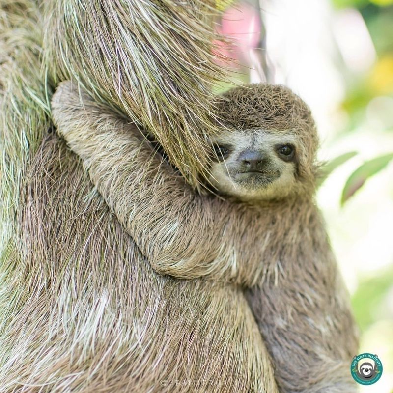 The Future Of Sloths