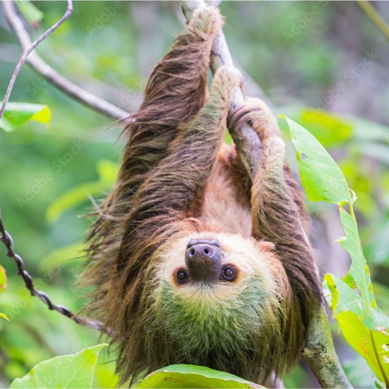 The Pygmy Three-Toed Sloth