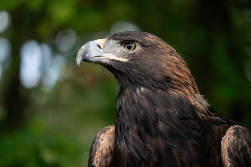 Golden Eagle In The United States