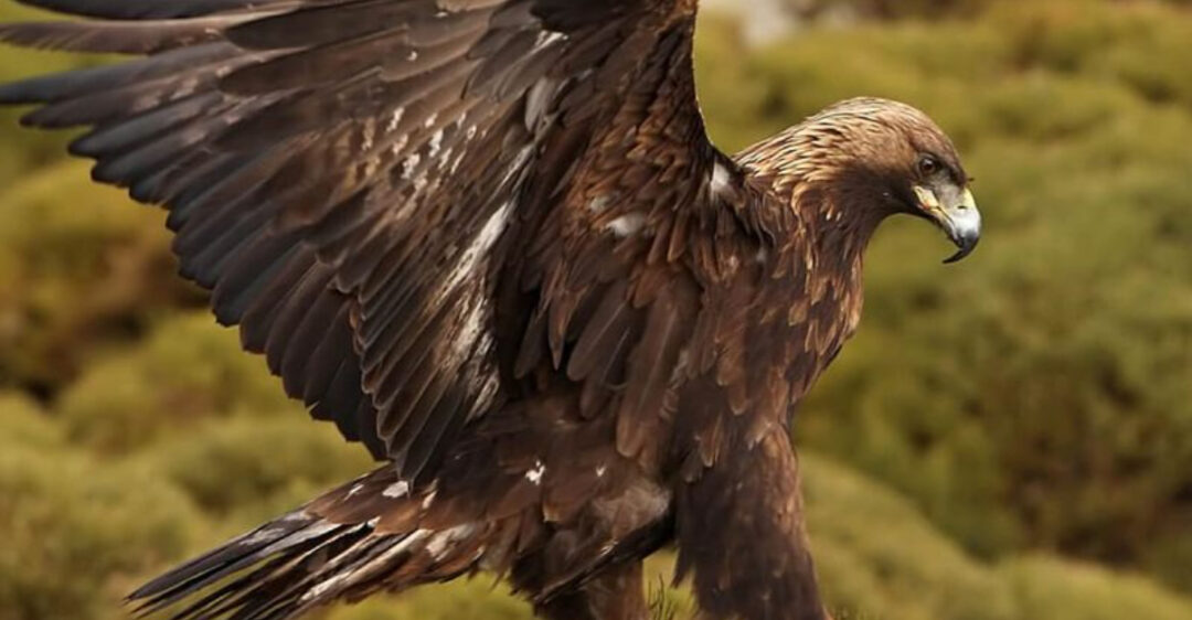 The Golden Eagle Is The National Animal For 5 Countries