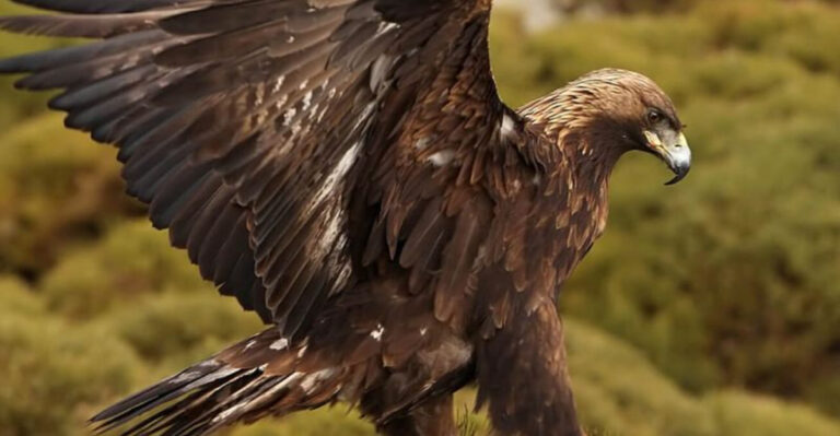The Golden Eagle Is The National Animal For 5 Countries
