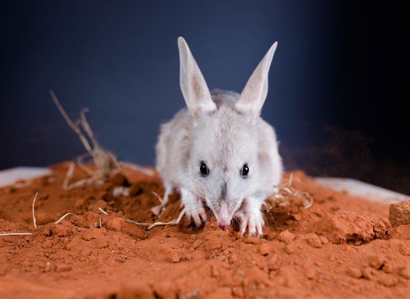 The Endangered Bilby