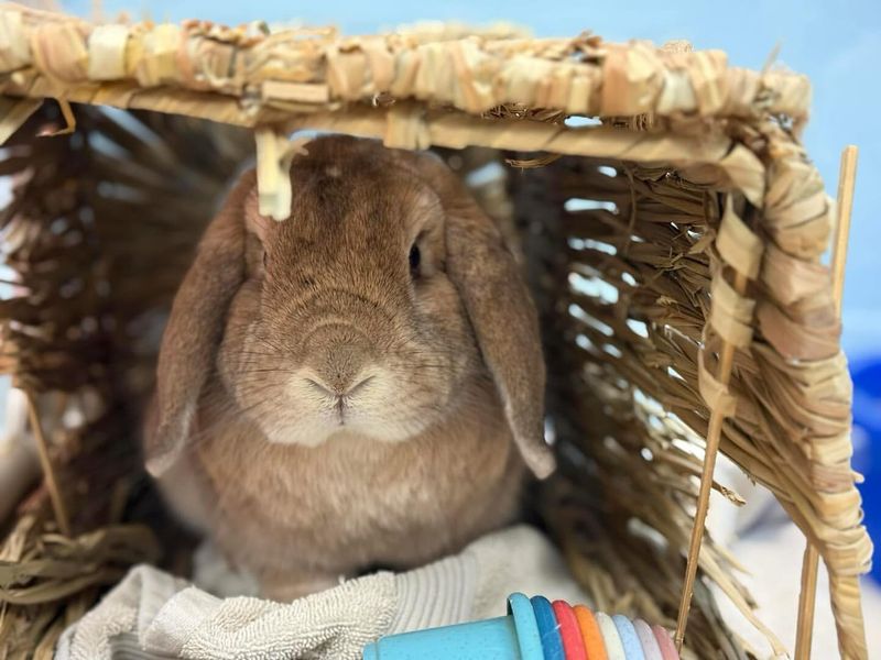 The History Of Rabbits As Pets