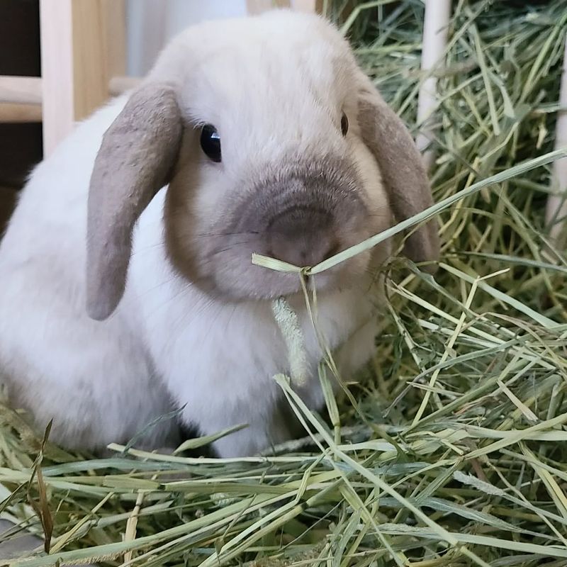 The Importance Of Hay
