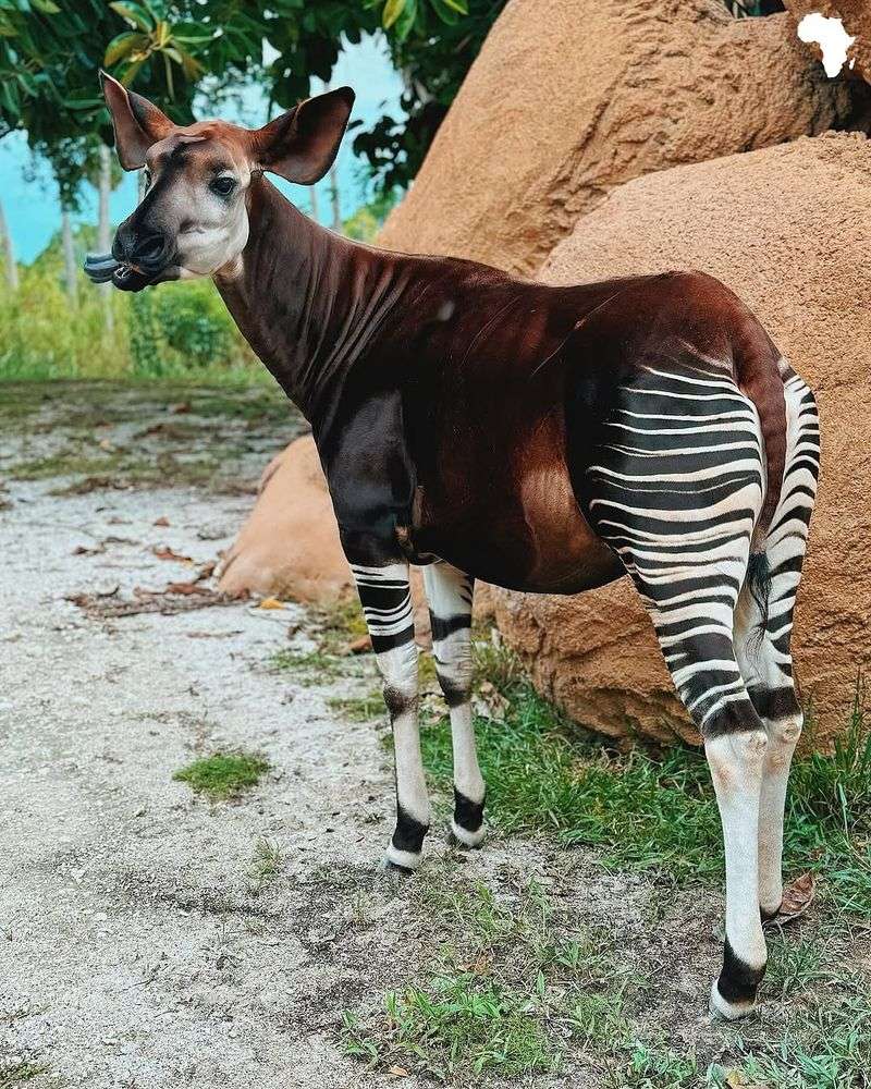 The Okapi