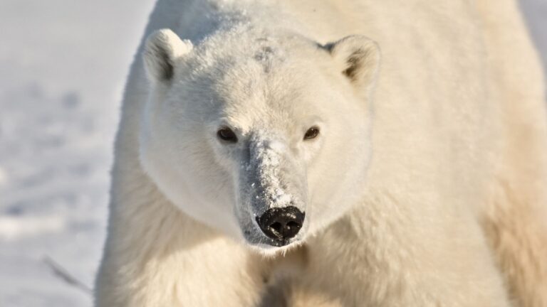 The Largest Polar Bear Ever Was As Big As An Entire Football Team Line