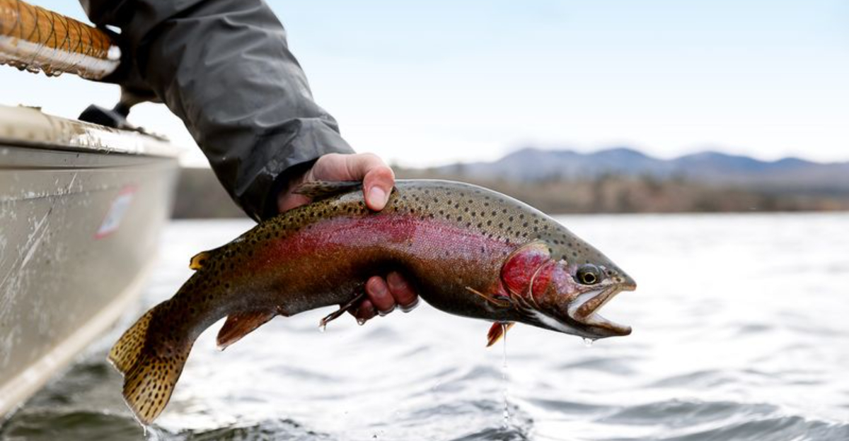 The Biggest Trout Ever Pulled From American Lakes