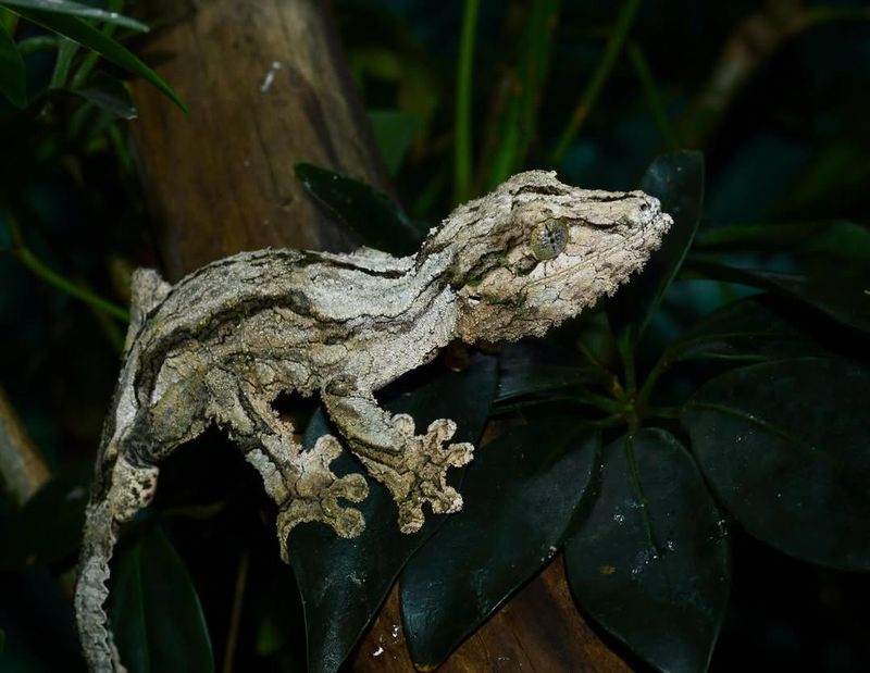 The Leaf-Tailed Gecko