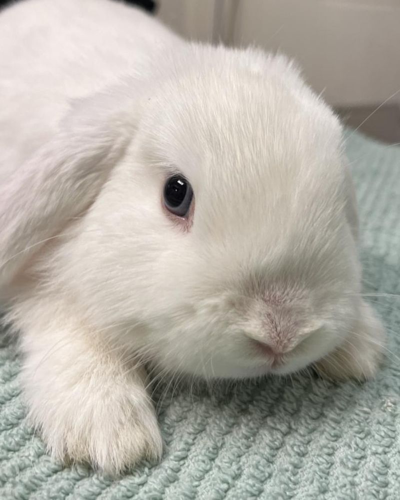The Lifespan Of Bunnies