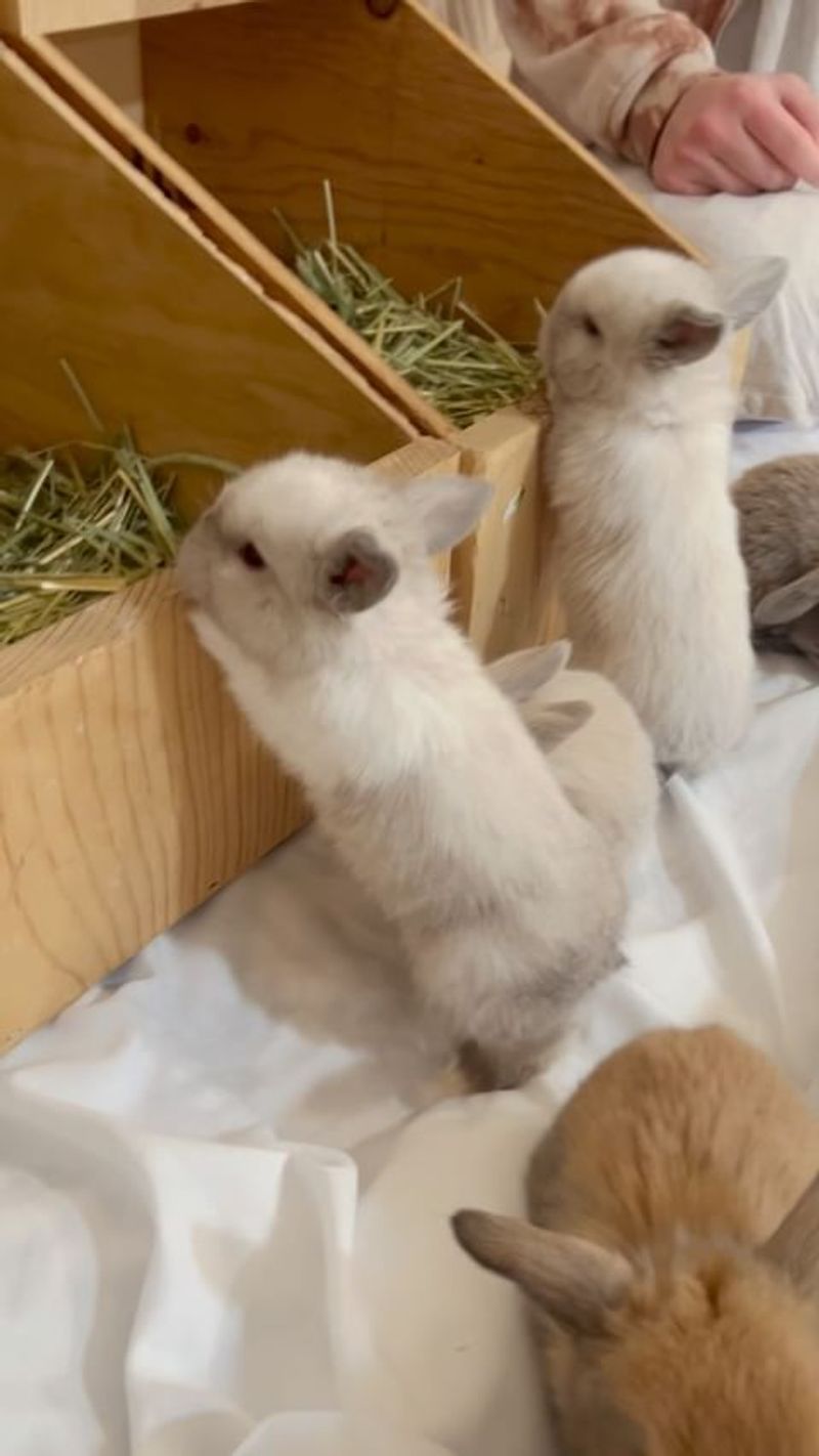 The Magic Of Binkies