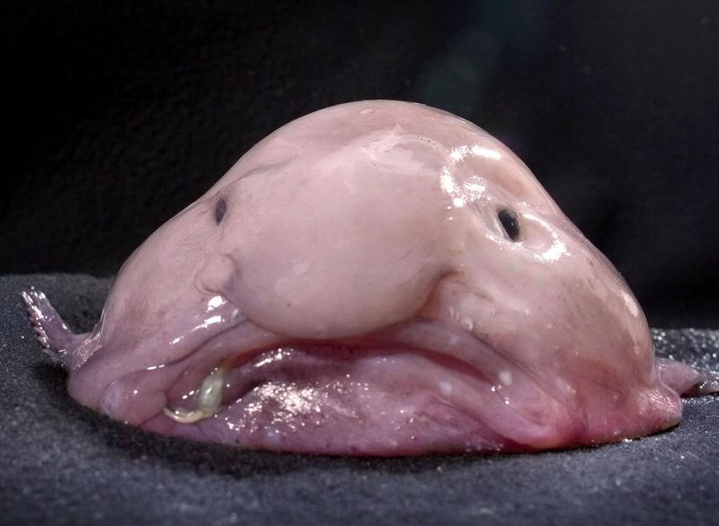 Bubbly The Blobfish