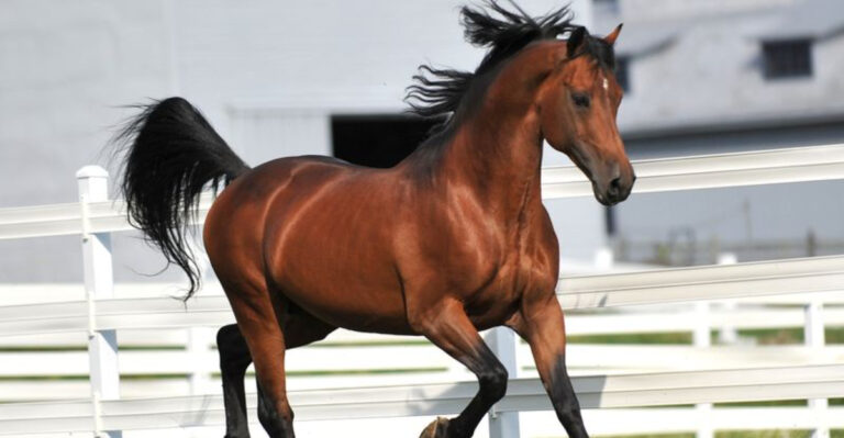 The Morgan Horse: America’s First And Most Versatile Equine Treasure