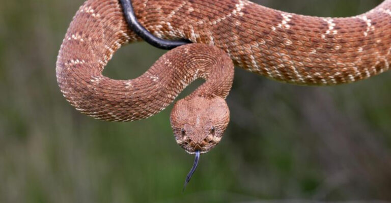 The Most Dangerous Snakes In North America: What You Need To Know