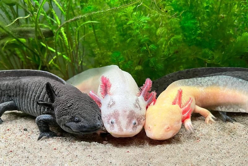 The Mexican Axolotl