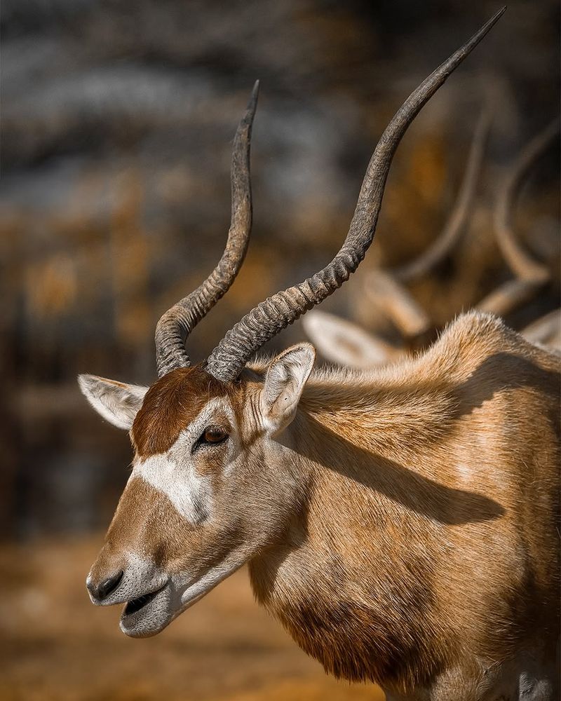 The Addax