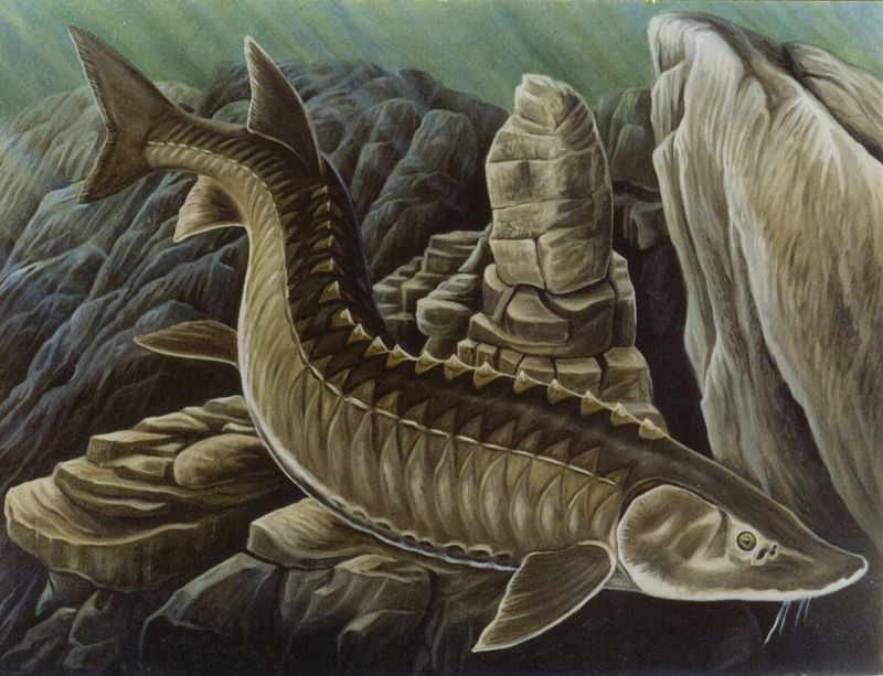 The Phantom Fish Of Lake Superior