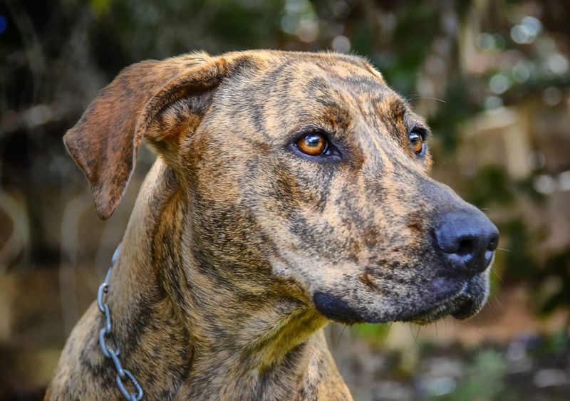 The Plott Hound