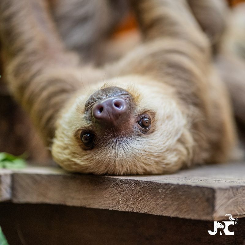 The Popularity Of Sloths