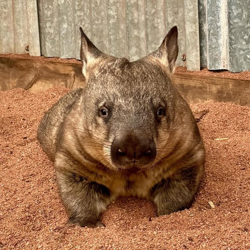 The Northern Hairy-Nosed Wombat