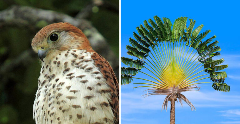 The Rarest Raptor In The World Is Surviving Thanks To One Special Tree