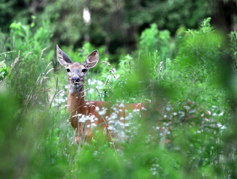 Illinois: A Haven For Deer