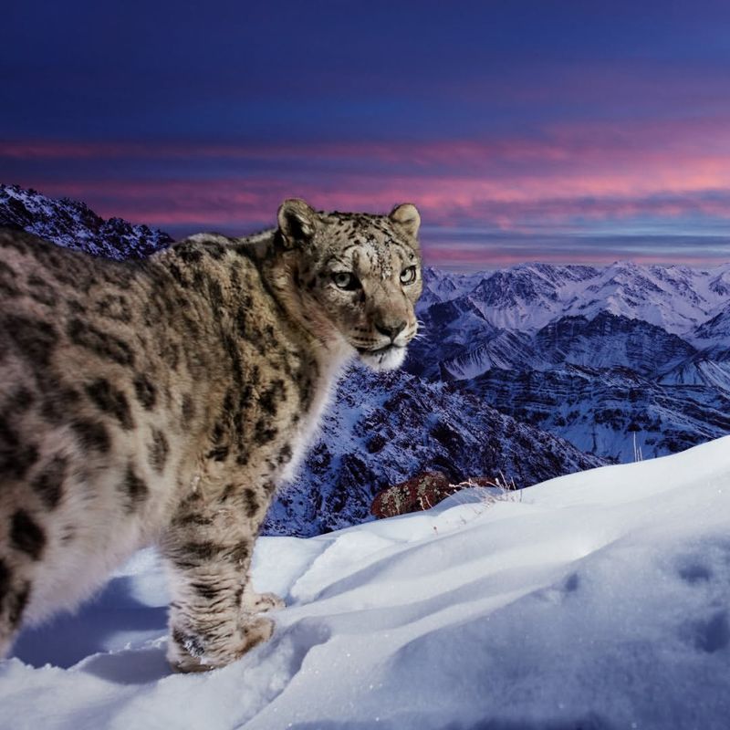 The Snow Leopard