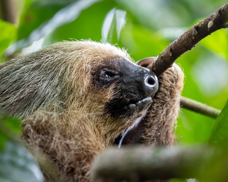 The Role Of Sloths In The Ecosystem