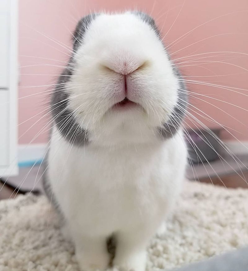The Role Of Whiskers