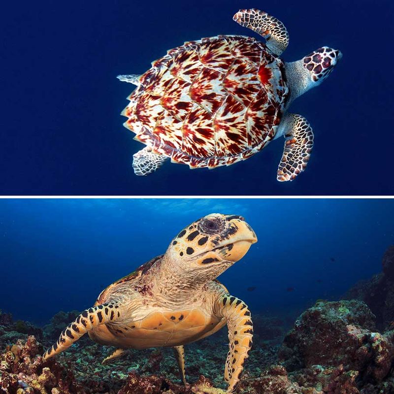 The Shell's Secret Colors