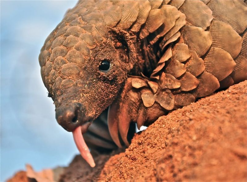 The Pangolin